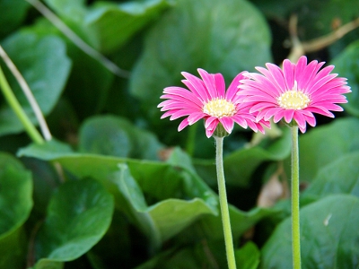 [Two dark pink daisy-like flowers with creamy yellow centers each standing atop a long thin stem against a background of unfocused greenery.]